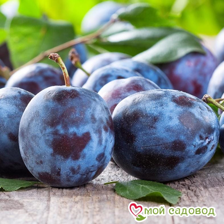 Слива Чачакская Найболия