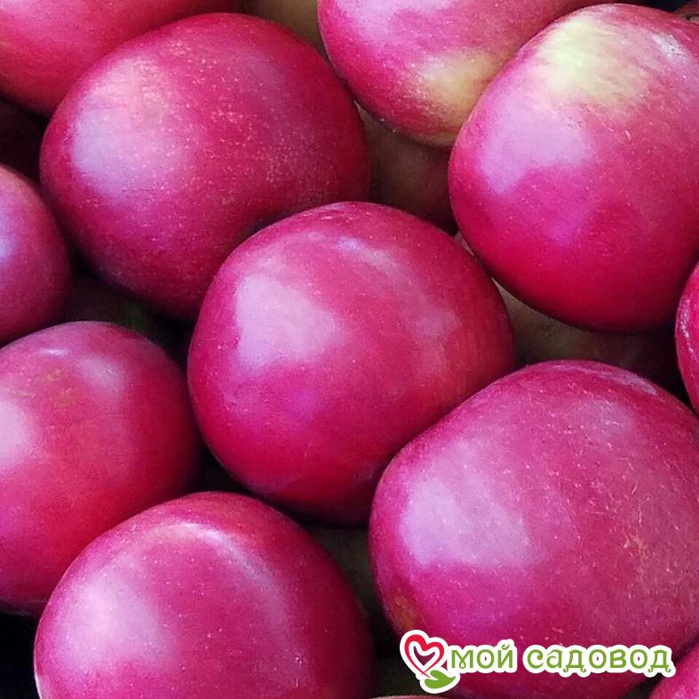 Яблоня Айдаред