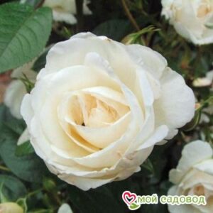 Роза Спрей белый в Кемье