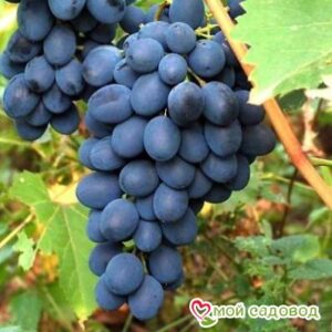 Ароматный и сладкий виноград “Августа” в Кемье
