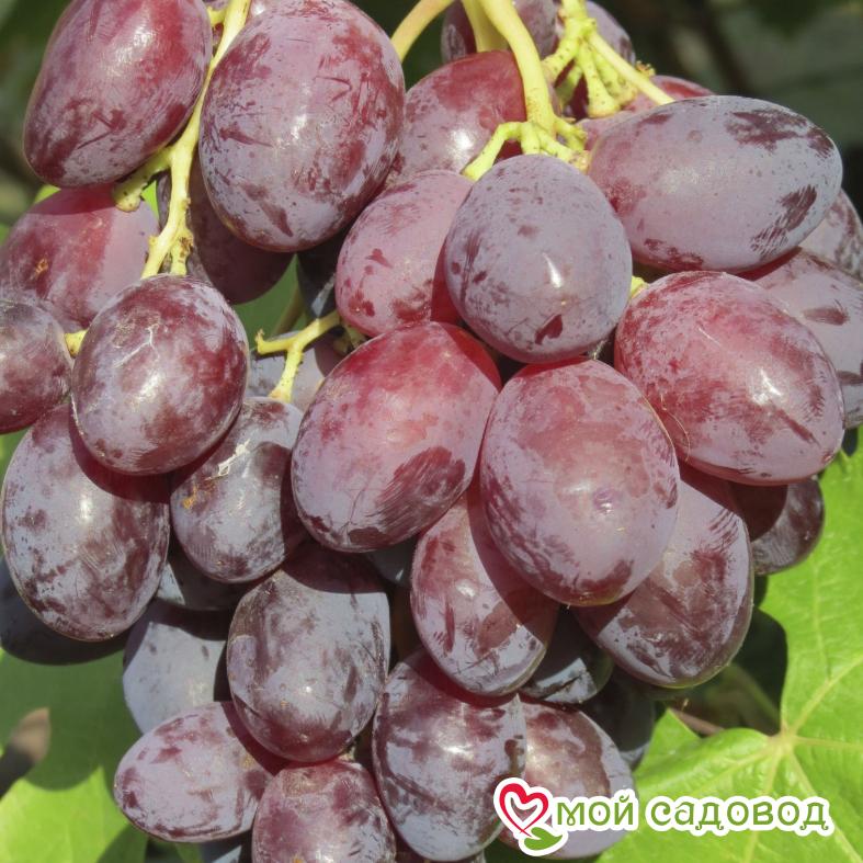 Виноград Сиреневый туман