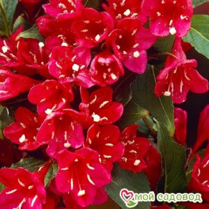 Вейгела цветущая “Ред Принц” в Кемье