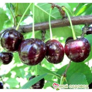 Саженцы вишни – Чудо-вишня в Кемье