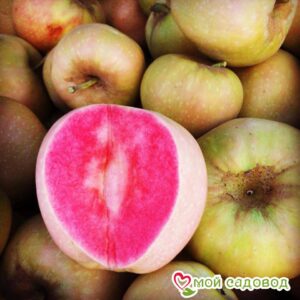 Яблоня Розовый жемчуг в Кемье