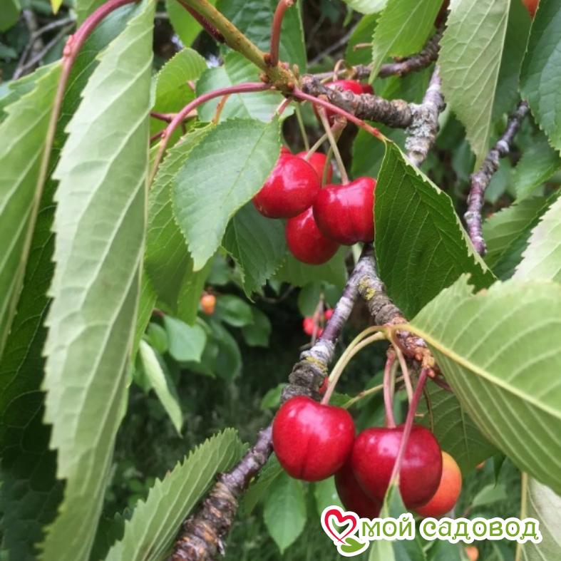 Вишня Максимовская