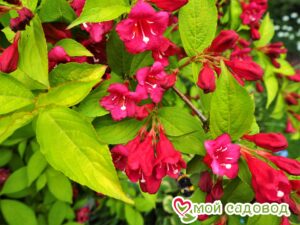 Вейгела цветущая “Рубидор” в Кемье