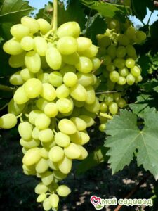 Виноград Осенний крупноплодный в Кемье