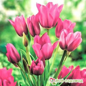 Тюльпан многоцветковый Пурпл Букет в Кемье