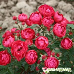 Роза полиантовая Морздаг Ред (Morsdag Red) в Кемье