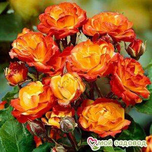 Роза полиантовая Румба (Rumba) в Кемье
